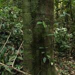 Image result for Funtumia africana