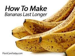Banana Peels In The Garden 12 How To Ideas And Uses Overripe Bananas Ripe Banana Banana