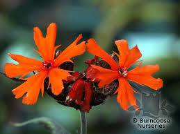 Silene uniflora is a species of flowering plant in the family caryophyllaceae known by the common name sea campion. Lychnis Arkwrightii Vesuvius From Burncoose Nurseries