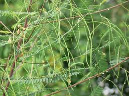Image result for Sesbania sericea