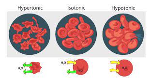 The glucose that has not been broken down yet in the. 8 4 Osmosis And Diffusion Chemistry Libretexts