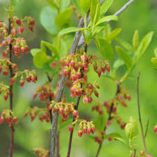 Image result for Triumfetta angolensis