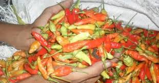 Cara menanam cabai rawit di halaman rumah menggunakan pot bukanlah hal yang sulit. Toko Pertanian Petani Indonesia Lmga Agro Cabai Kecil Hibrida Dewata 43 Andalan Baru Petani Dari Cap Panah Merah