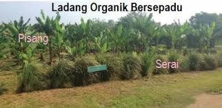 Kementerian desa, pembangunan daerah tertinggal, dan model pengembangan pertanian perdesaan.model pembangunan pertanian melalui inovasi dalam kawasan. Anim Agro Technology Sistem Pertanian Bersepadu Terbaik