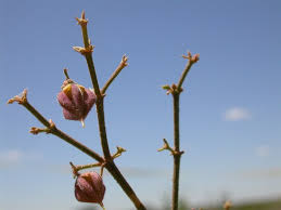 Image result for Fagonia isotricha