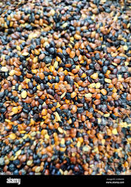 Image result for Macrotyloma uniflorum