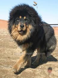 A Tibetan Mastif That Looks Like A Lion My Kind Of Dog Tibetan Dog Tibetan Mastiff Mastiff Dogs