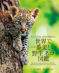 ネコ科好きにはたまらニャい！色鮮やかな写真で楽しめる「世界で一番美しい野生ネコ図鑑」 | Cat Press（キャットプレス）
