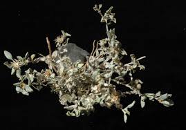 Image result for Dicoma macrocephala