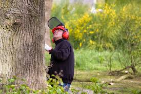 Um einen baum zu fällen, muss man auf einiges achten. Einen Baum Fallen So Geht S