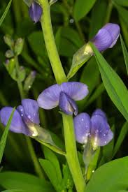 Image result for Antopetitia