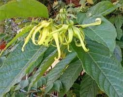 Manfaat Kenanga Untuk Kesehatan Tanaman Obat Kesehatan Tanaman