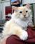 Balinese Long Haired Siamese Cat