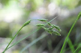 Image result for Carex leptosaccus