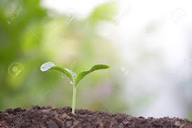 A tree sapling can range in height from 2 to 10 feet. Small Tree Sapling Plant Planting With Dew Stock Photo Picture And Royalty Free Image Image 123925821