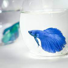 Betta fish in the great nature bowl freshwater tanks. Should I Keep My Betta In A Vase