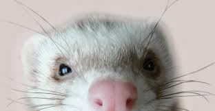 Even though the price is high, it will be assured that the pet is in a good condition. How To Take Your Ferret On A Flight Ultimate Guide Pets That Travel