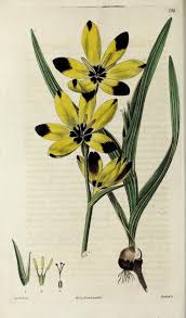Image result for Hesperantha longicollis