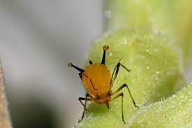However, canines cause problems when they go for a dip, blissfully overturning pots. Common Lily Pests Lilyflowerstore