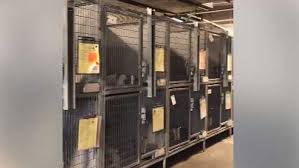 Why do dogs need to be adopted? Every Kennel At Kc Pet Project Full Shelter Holding Tuesday Adoption Special
