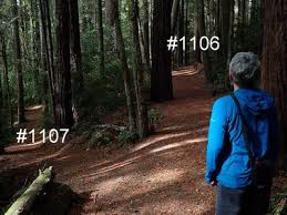 This area isn't as lush as the rest of the trail, and doesn't have any redwoods. Oregon Redwoods Trail 1107 Hiking Trail Harbor Oregon