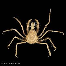 Image result for Polystachya macropoda