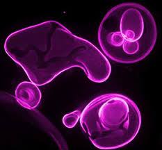 Welcome to award winning, best selling products such as dilators, kegel exercise weights. Connections To Membrane Trafficking Where You Least Expect Them Diseases Dynamics Diet And Distance Frontiers Research Topic