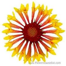 Aug 26, 2021 · dea/g. Flowers That Start With G Flowers Name List