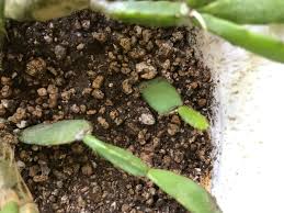 イースターカクタスの植え替えと育て方 Hanana Tree