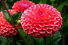 Cactus dahlias with free shipping. Dahlias 80 Photos Species Proper Care Of Flowers Reproduction