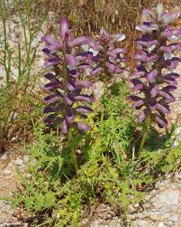 Image result for Pogonospermum attenuifolium