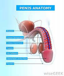 It is key to medicine and other areas of health. What Is The Loin With Pictures