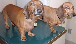 Please read our info page to learn about our puppies and what we offer. Urgent Two Stray Purebred Dachshunds Gus 6 Yrs Hiedi 9 Yrs Colorado Dachshund Rescue Animal Rescue Dachshund Doxie