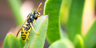 Their termite spray is proven to save properties. Pest Control Versailles Ky