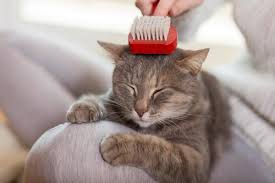 If your kitchen or bathroom sink is large enough, it can be turned into a makeshift cat tub. Can You Use Dog Shampoo On A Cat Bathing And Grooming