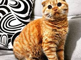 3 yasinda kisir red scottish fold sahibimolurmusun com scottish fold hayvan yaya