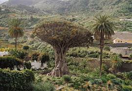 Der drachenbaum, auch als dracaena draco oder kanarischer drachenbaum bekannt, ist eine dankbare pflanze mit kleinen ansprüchen und großer ausdauer. Drachenbaume Wikipedia
