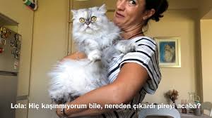 Kediniz Kayboldugu Zaman Yapmaniz Gerekenler Adim Adim Kayip Kedi Bulma Rehberi Youtube