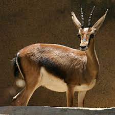 We did not find results for: Cuvier S Gazelle Wikipedia