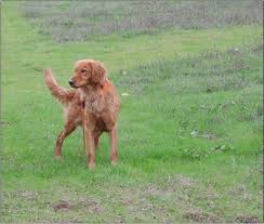 We did not find results for: Field Bred Golden Retriever Puppies