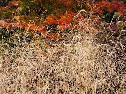 Buy deschampsia cespitosa 'goldtau' tufted hair grass ( syn. Schmiele Tautrager Finde Deine Neue Staude Online Ratgeber