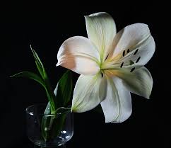 I have to name it perfectly. Royalty Free Photo Close Up Photograph Of White Petaled Flower In Clear Glass Vase Pickpik