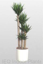 Some plants need more light than others. Best Indoor Plants Brisbane Zanzibar Gem Low Light Plants