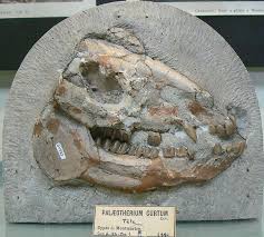 PALEOTERIO - Definición y sinónimos de paleoterio en el diccionario español