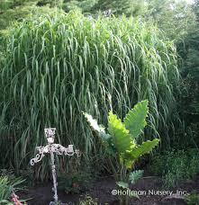 Miscanthus × giganteus, also known as the giant miscanthus, is a sterile hybrid of miscanthus sinensis and miscanthus sacchariflorus. Miscanthus X Giganteus Hoffman Nursery