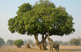 Image result for Tristellateia africana