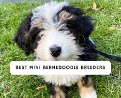 See more of bernedoodle ohio puppies on facebook. 5 Best Mini Bernedoodle Breeders In The U S 2021 We Love Doodles