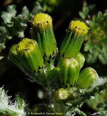 Image result for Senecio sp.no.3