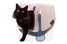House soiling behavior is often misattributed to the cat trying to. Inside Scoop On Cat Poop