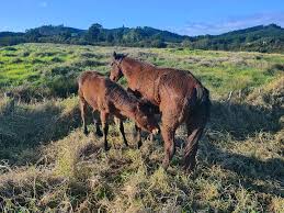 Sadly our mare lost her newborn foal today, Northland (Whananaki) if anyone  is in need of a foster Mum.